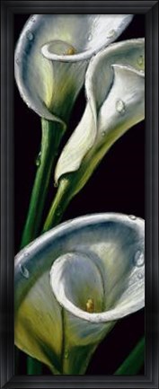 Framed Dewdrop Callas Print