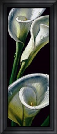 Framed Dewdrop Callas Print