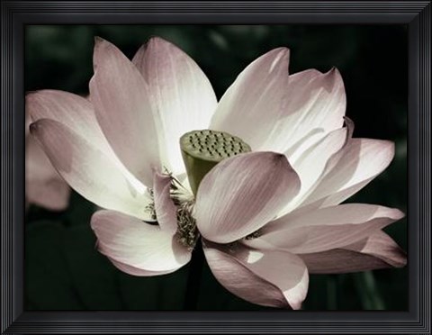 Framed Blossom Print