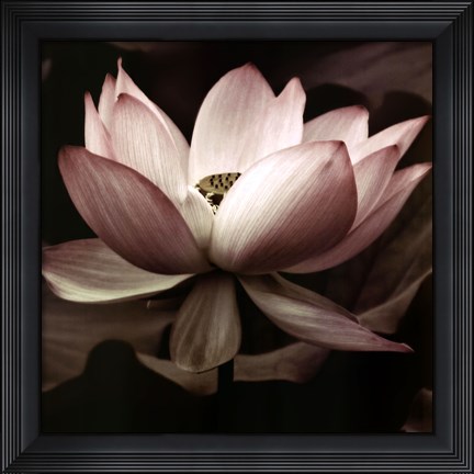 Framed Lotus I Print