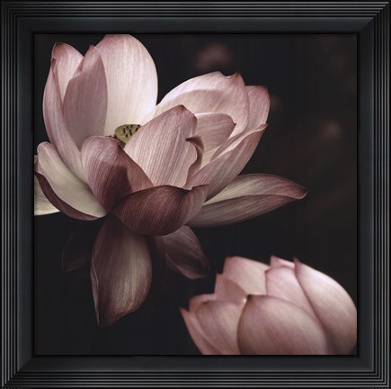 Framed Lotus II Print