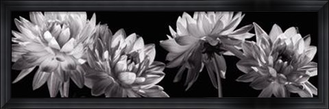 Framed All In A Row Print