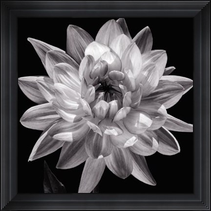 Framed White Dahlia I Print