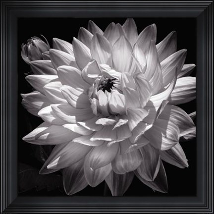 Framed White Dahlia II Print