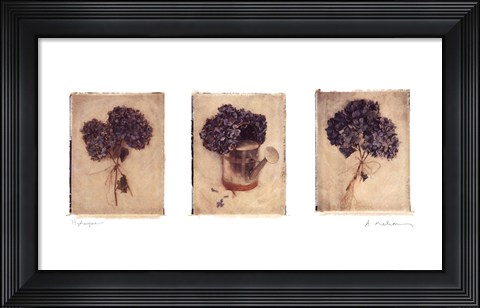 Framed Hydrangeas Print