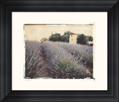 Framed Lavender Print