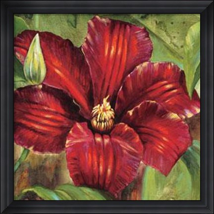 Framed Rosa Odorada Print