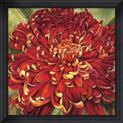 Framed Chrysanthemum Print