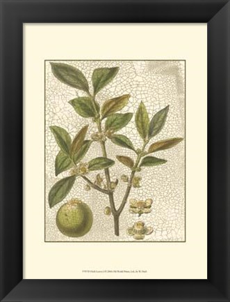 Framed Leaves I Print