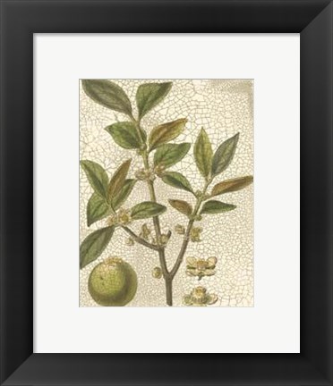 Framed Leaves I Print