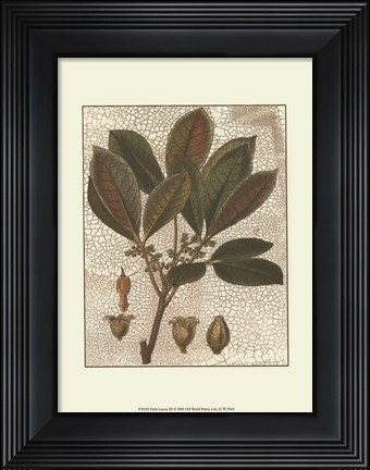 Framed Leaves III Print