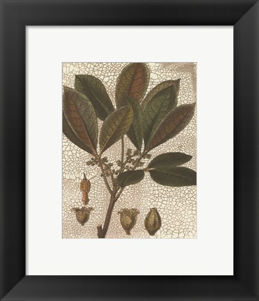 Framed Leaves III Print