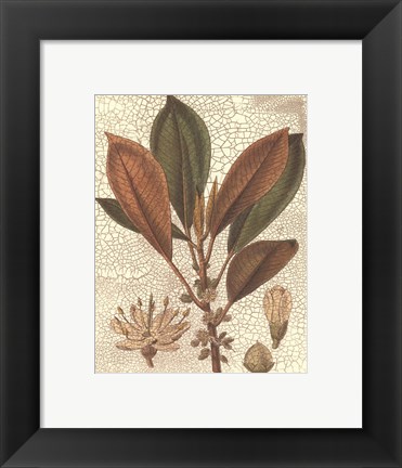 Framed Leaves IV Print