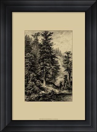 Framed Noble Fir Print