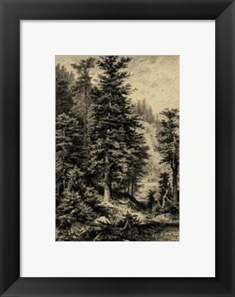 Framed Noble Fir Print