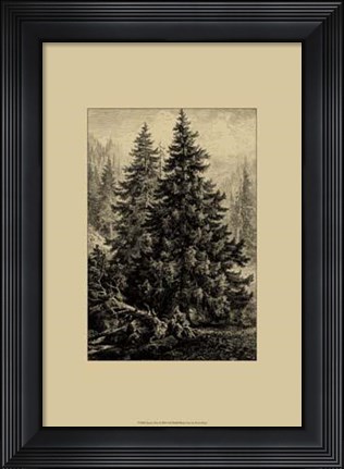 Framed Spruce Pine Print