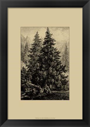 Framed Spruce Pine Print