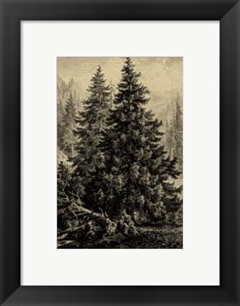 Framed Spruce Pine Print