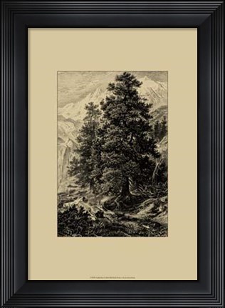 Framed Arolla Pine Print