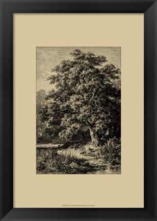 Framed Oak Tree Print