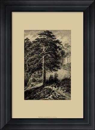 Framed Wild Pine Print
