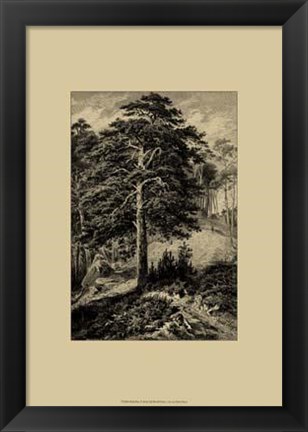 Framed Wild Pine Print