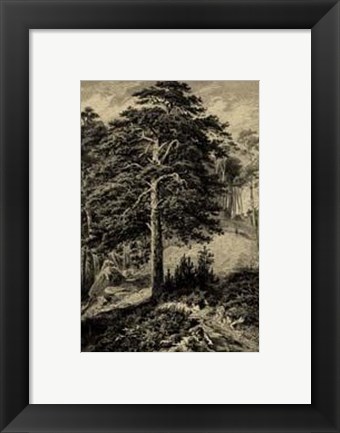 Framed Wild Pine Print