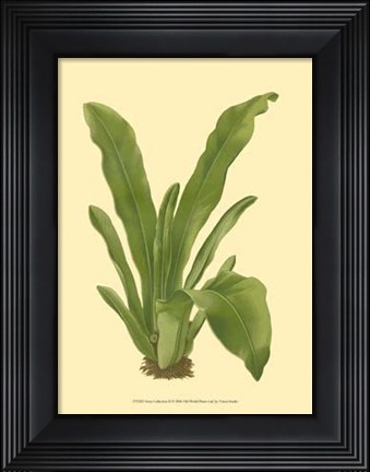 Framed Terra Collection II Print