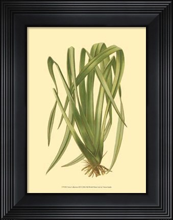 Framed Terra Collection III Print