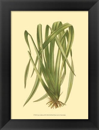 Framed Terra Collection III Print