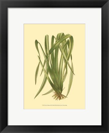 Framed Terra Collection III Print
