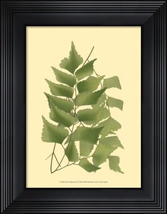 Framed Terra Collection IV Print