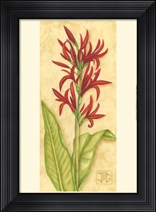 Framed Red Canna Print