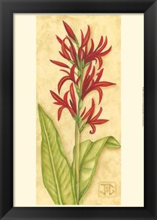 Framed Red Canna Print
