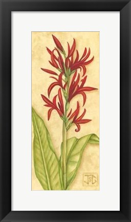 Framed Red Canna Print