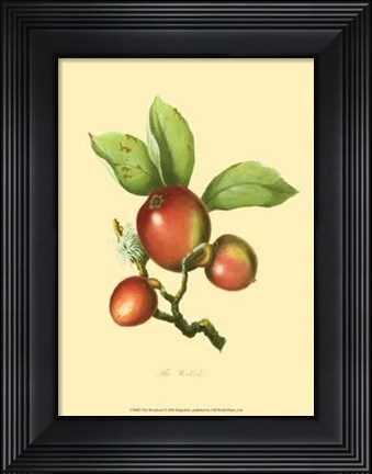 Framed Woodcock Print