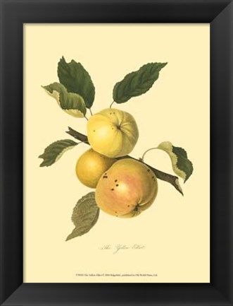 Framed Yellow Elliot Print