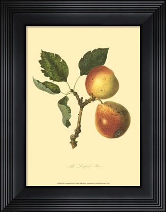 Framed Longland Pear Print