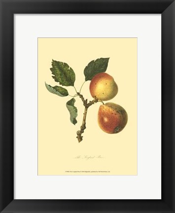 Framed Longland Pear Print