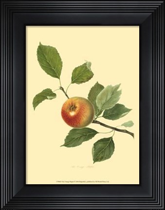Framed Orange Pippin Print