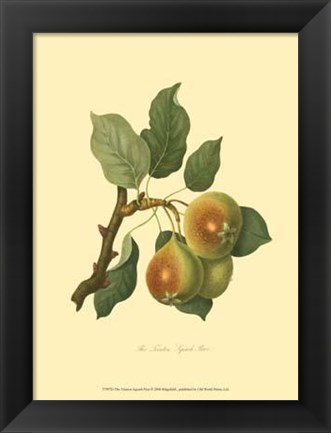 Framed Teinton Squash Pear Print