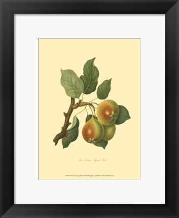 Framed Teinton Squash Pear Print