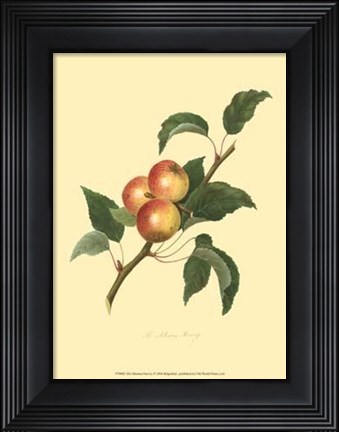 Framed Siberian Harvey Print