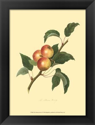 Framed Siberian Harvey Print