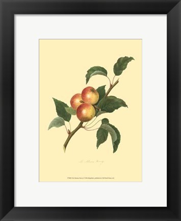 Framed Siberian Harvey Print