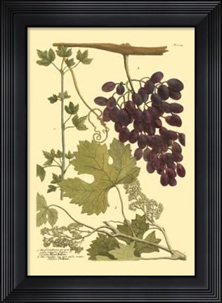 Framed Grapes I Print