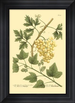 Framed Grapes II Print