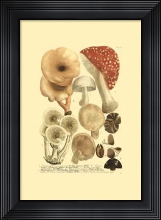 Framed Mushrooms I Print