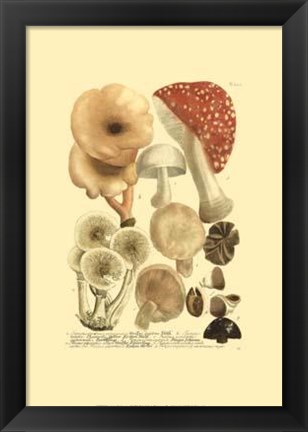 Framed Mushrooms I Print