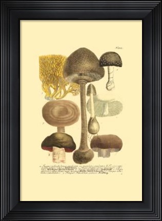 Framed Mushrooms II Print